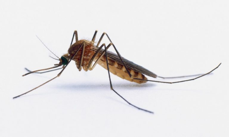 У Чехії виявили комарів з вірусом лихоманки Західного Нілу